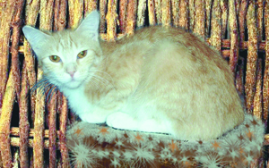 Кошка