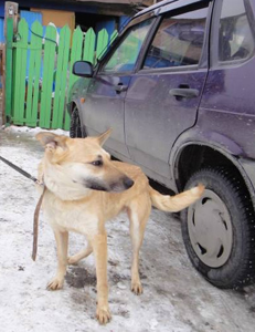 Собака