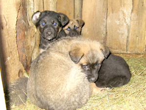 Щенки
