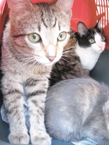 Кошка