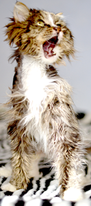 Кот Макс