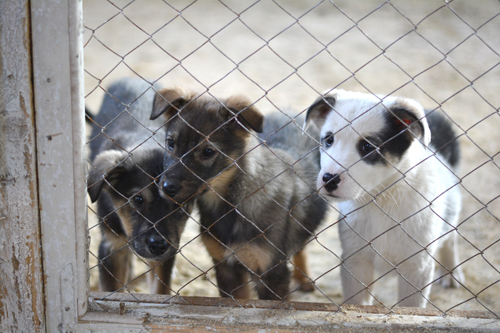 6_puppies